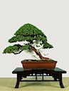A Limited Collection of Bonsai Trees