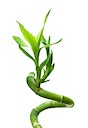 We Carry a Wide Selection of Lucky Bamboo